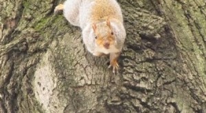 Squirrel embroiled in staring contest